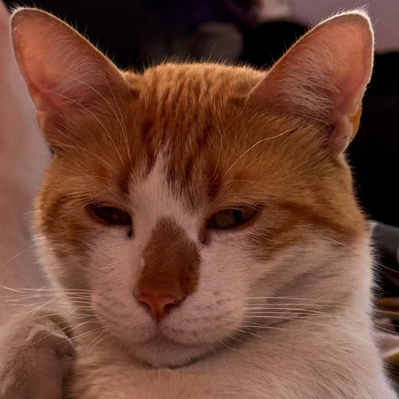 Foto de perfil de Morena